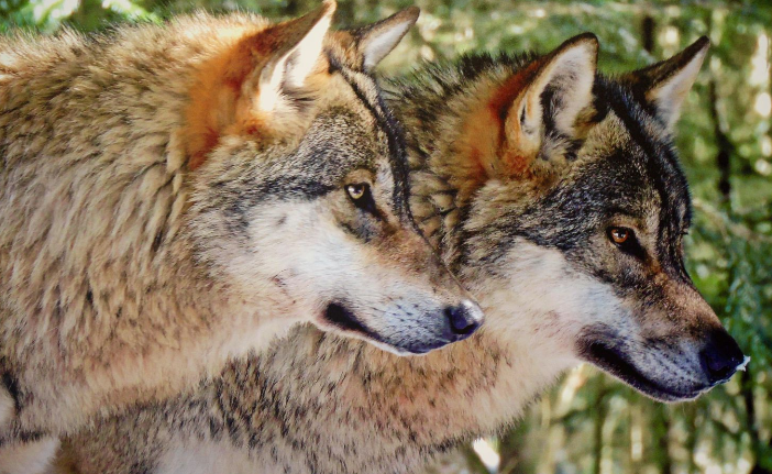 Loup au jardin exotique