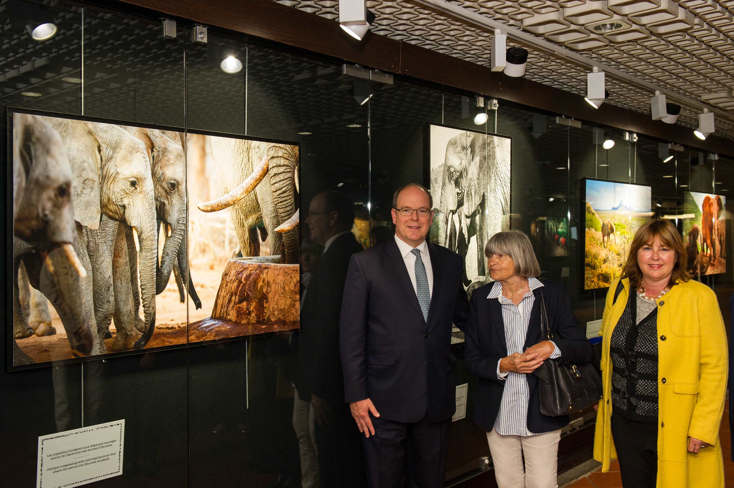  » Sauvez les éléphants d&rsquo;Afrique  » : exposition proposée par la Direction de l&rsquo;Environnement