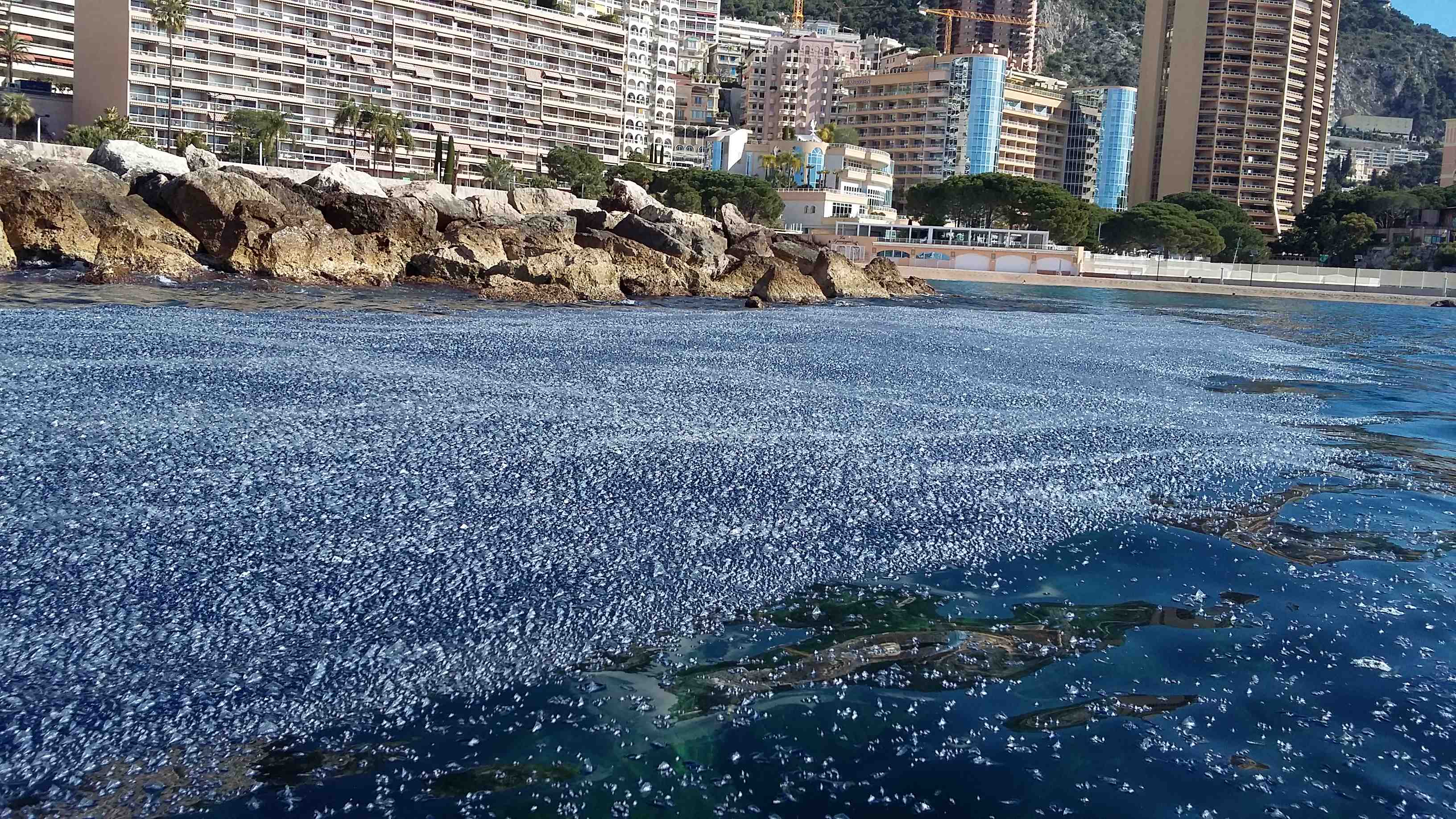 Des barquettes de Saint Jean en baie de Monaco
