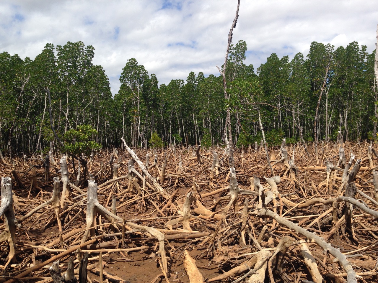 Monaco s&rsquo;engage contre la déforestation